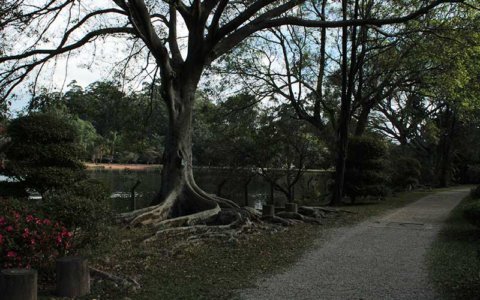 Pavilhão Japones - Parque Ibirapuera
