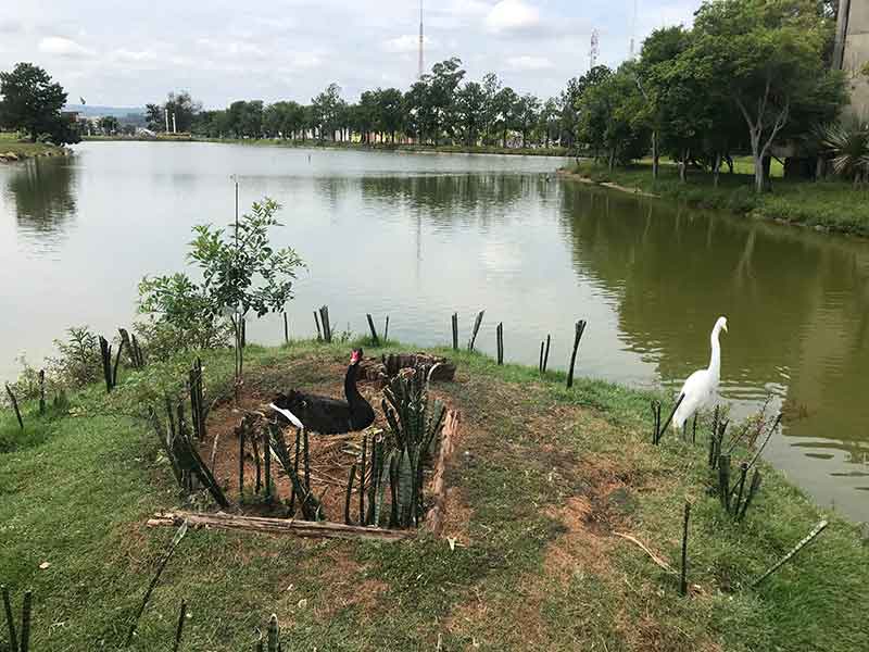 Cisne e Garça - Laço Paço Municipal de Sorocaba